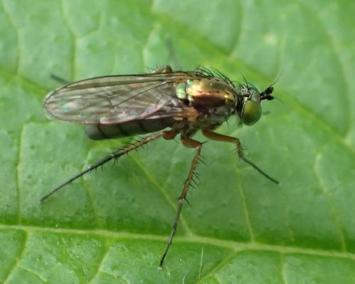 Dolichopus ungulatus